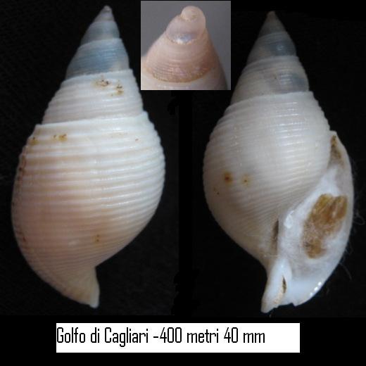 conferma Galeodea rugosa freak